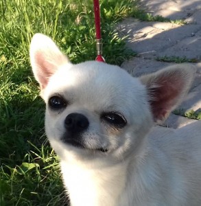 GLADIATOR GARRY BARDASH KENNEL