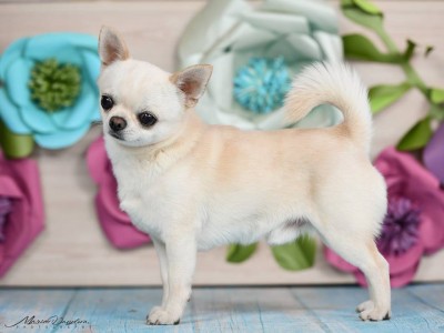 GLADIATOR GARRY BARDASH KENNEL
