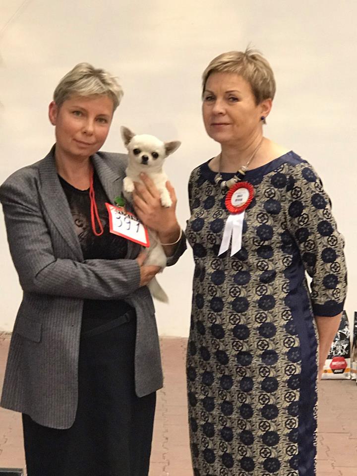 14.10.2017,CACIB FCI,Ридна Природа,Одесса GLADIATOR GARRY BARDASH Лучший Юниор 1/5!!!!!и Бест Юниоров 3место!!!!Ура!!!!! эксперт Jurate Butkiene &ndash; Литва спасибо эксперту