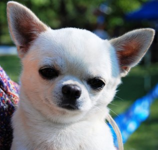 GLADIATOR GARRY BARDASH KENNEL
