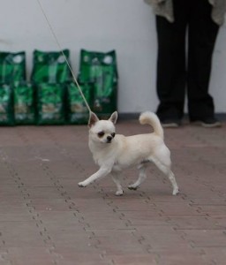 GLADIATOR GARRY BARDASH KENNEL