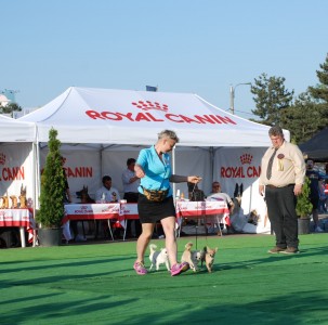 GLADIATOR GARRY BARDASH KENNEL